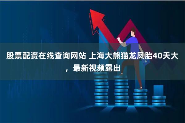 股票配资在线查询网站 上海大熊猫龙凤胎40天大，最新视频露出